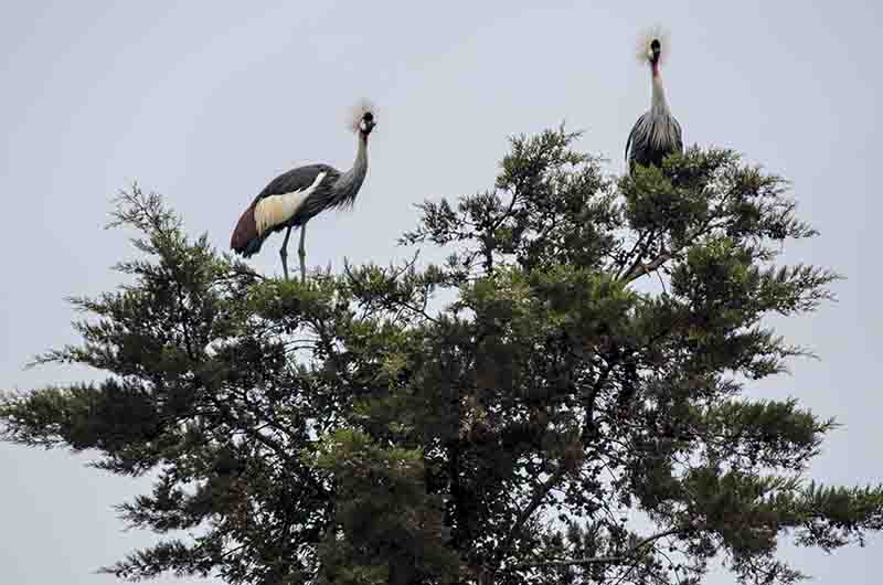 184 - Grullas Coronadas - lago Bunyonyi - Uganda